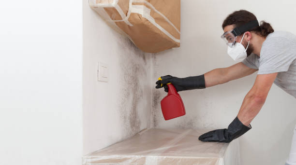 Basement Mold Remediation treatment on basement walls in Aydlett